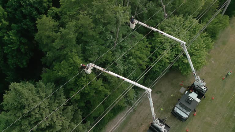 Best Palm Tree Trimming  in Rutledge, TN